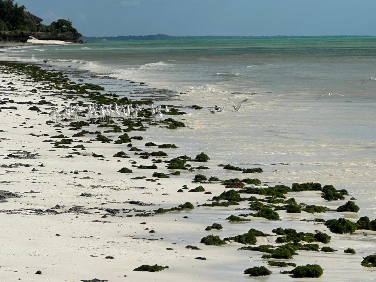 פאג'ה Villa Serenity, Tanzania Unforgettable מראה חיצוני תמונה